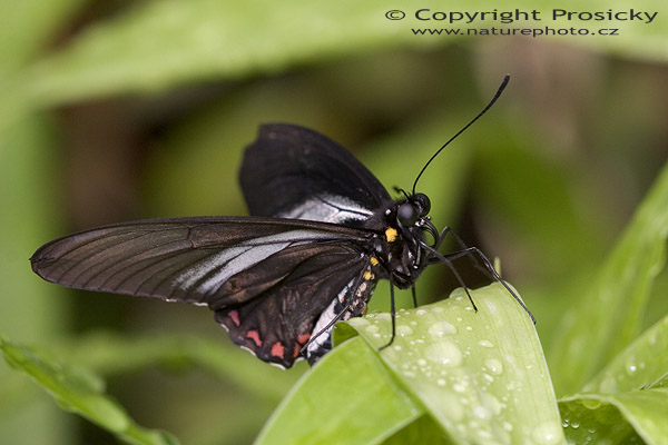 Common Mormon (Papilio polytes)