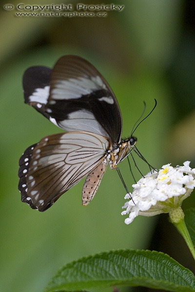 Common Mime (Chilasa clytia)?