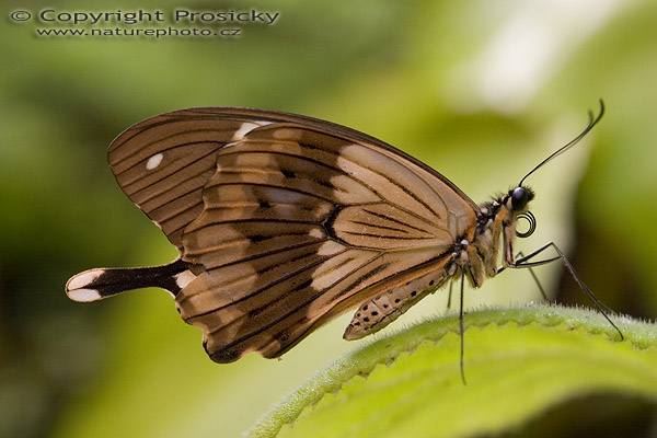 Mocker swallowtail (Papilio dardanus)