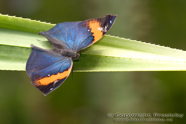 Indian Leaf Butterfly (Kallima paralekta)