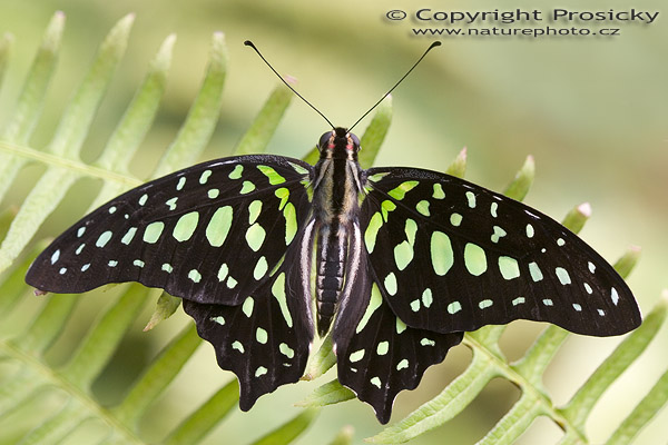 Graphium agamemnon