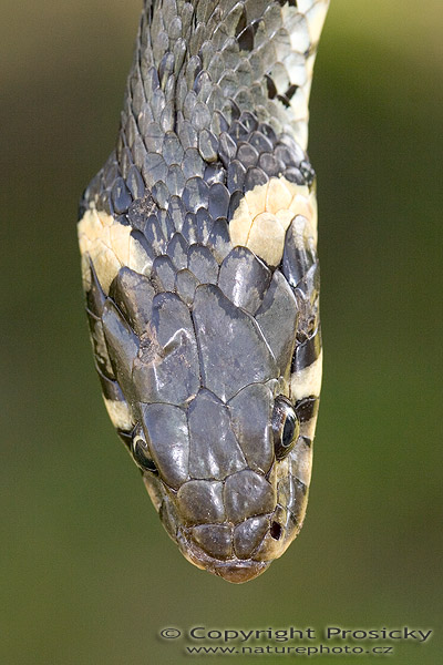 Užovka obojková (Natrix natrix)