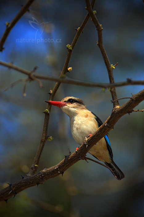 Ledňáček kápový (Halcyon albiventris)