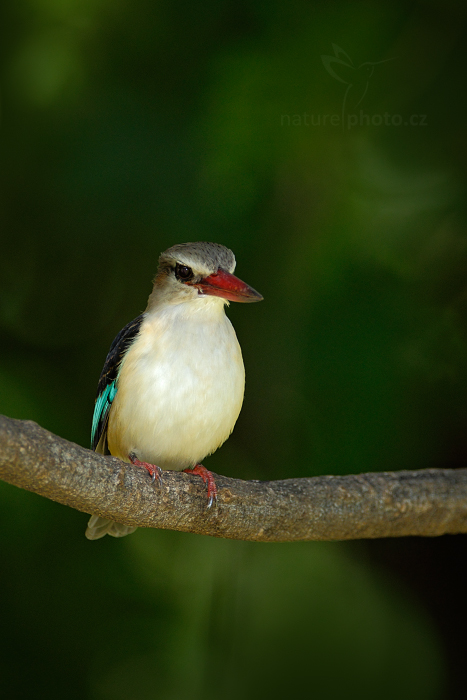 Ledňáček kápový (Halcyon albiventris)