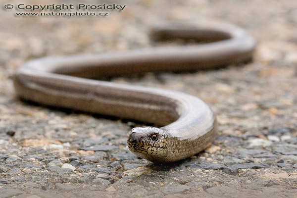 Slepýš křehký (Anguis fragilis)