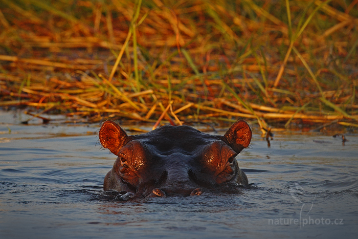 Hroch obojživelný (Hippopotamus amphibius capensis)