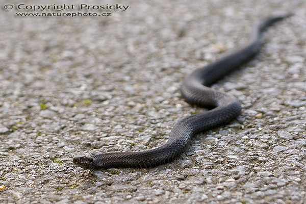Zmije obecná (Vipera berus), černá forma