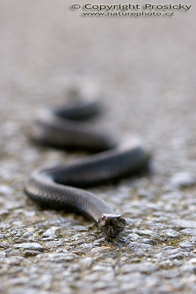 Zmije obecná (Vipera berus), černá forma