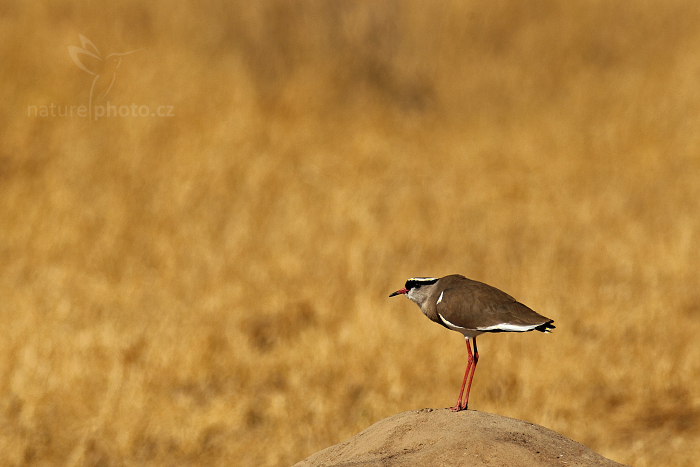 Čejka korunkatá (Vanellus coronatus)