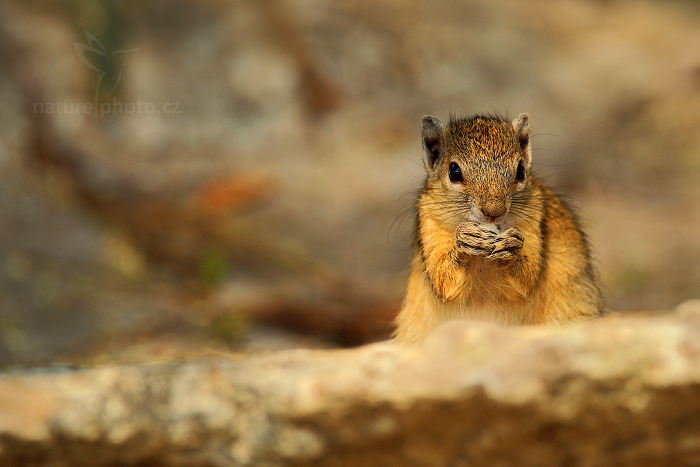 Veverka bušová (Paraxerus cepapi chobiensis)
