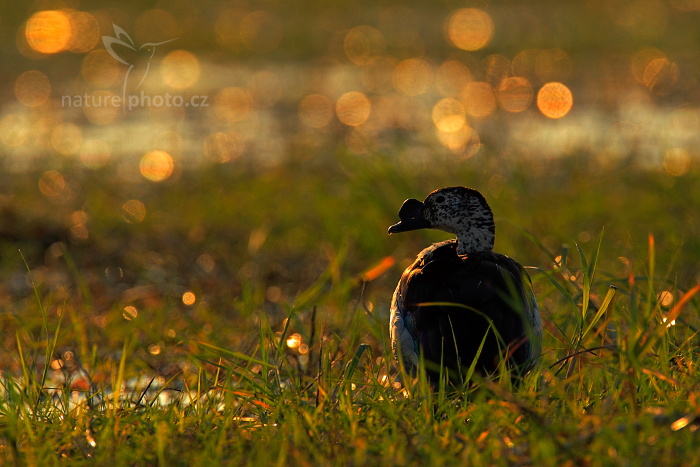 Pižmovka hřebenatá (Sarkidiornis melanotos)