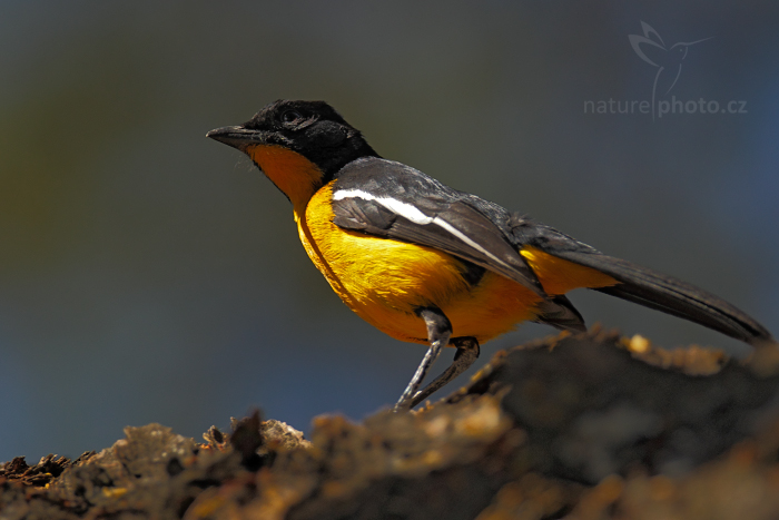 Ťuhýkovec pruhokřídlý (Laniarius atrococcineus)