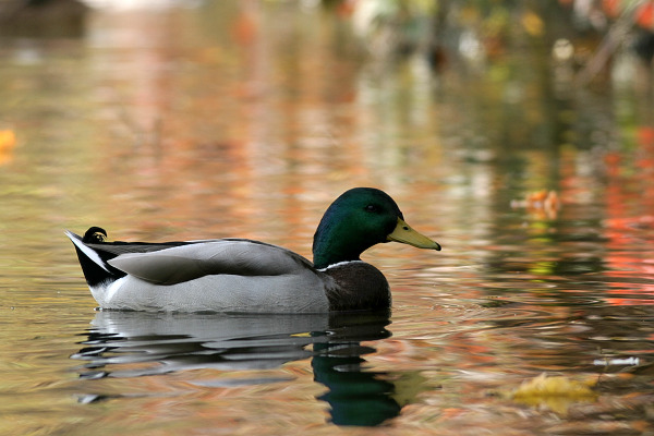 Kachna divoká (Anas platyrhynchos)