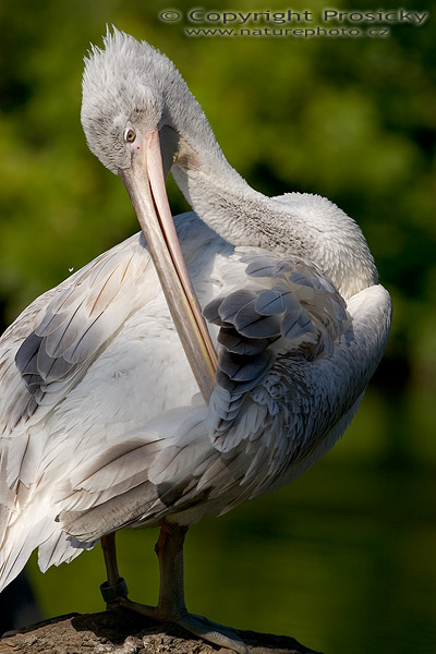 Pelikán kadeřavý (Pelecanus crispus)