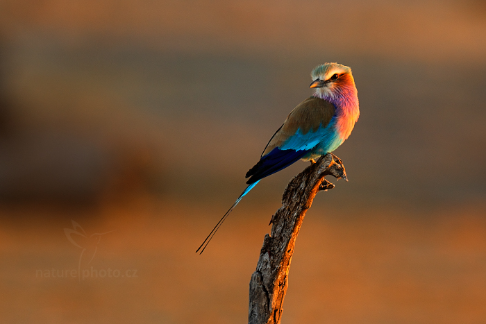 Mandelík fialovoprsý (Coracias caudatus)