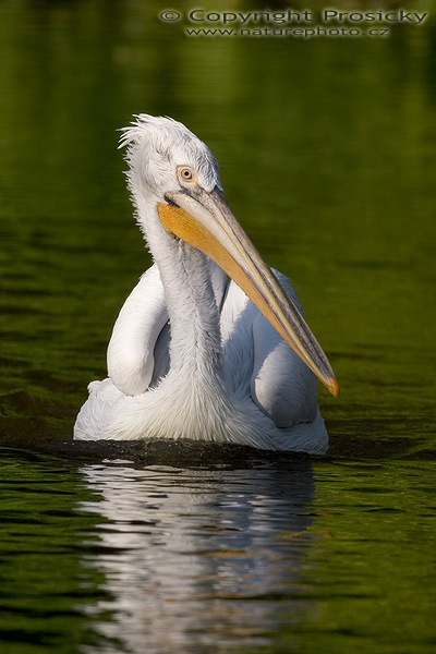Pelikán kadeřavý (Pelecanus crispus)