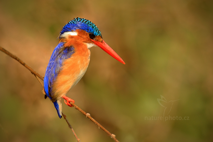 Ledňáček modropláštíkový (Alcedo cristata)