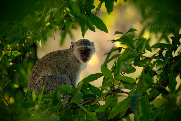 Kočkodan zelený (Chlorocebus sabaeus)
