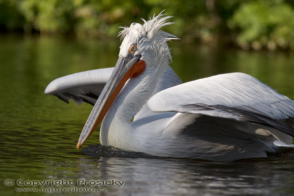 Pelikán kadeřavý (Pelecanus crispus)