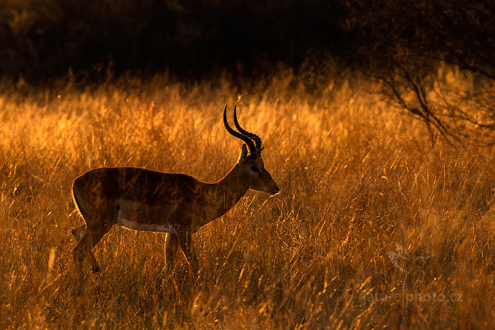 Impala keňská (Aepyceros melampus)