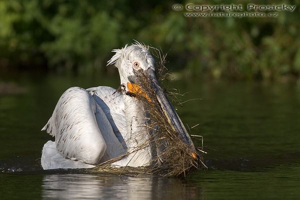 Pelikán kadeřavý (Pelecanus crispus)