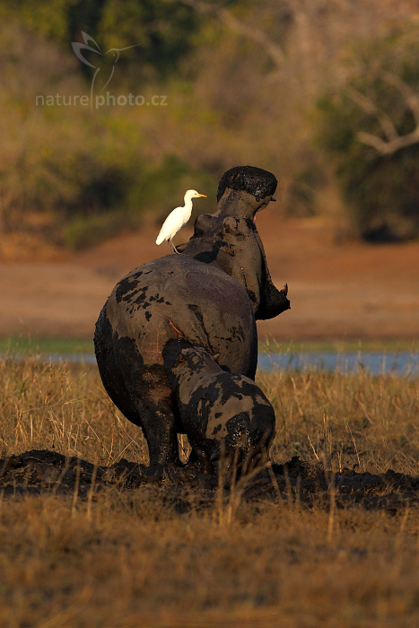 Hroch obojživelný (Hippopotamus amphibius capensis)