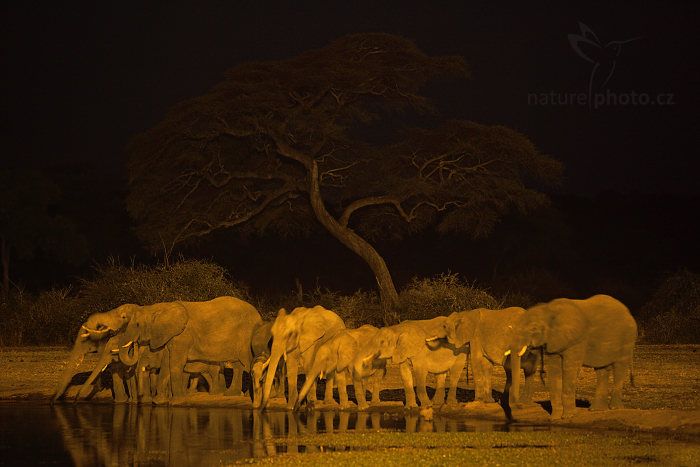 Slon africký (Loxodonta africana)