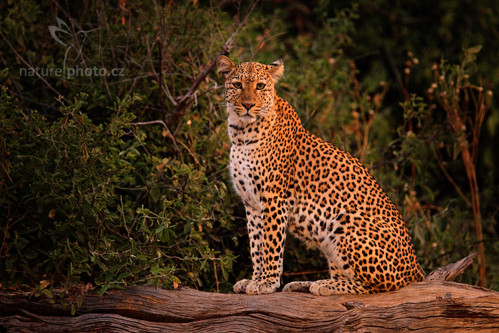 Levhart jihoafrický (Panthera pardus shortridgei)