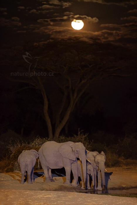 Slon africký (Loxodonta africana)