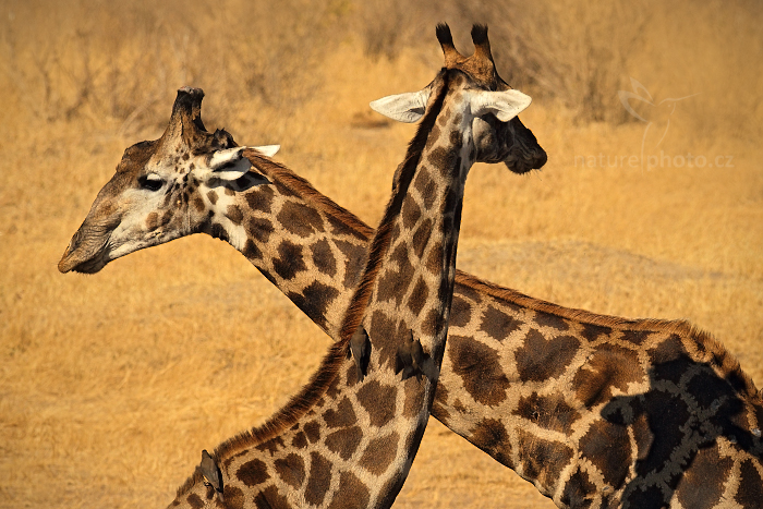 Žirafa angolská (Giraffa camelopardalis)