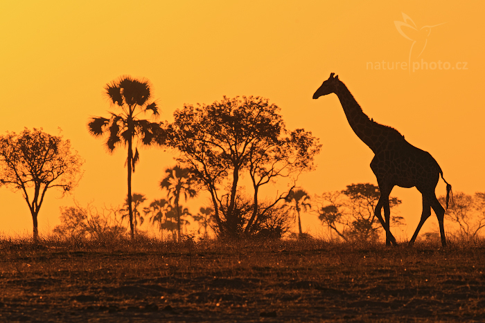 Žirafa angolská (Giraffa camelopardalis)