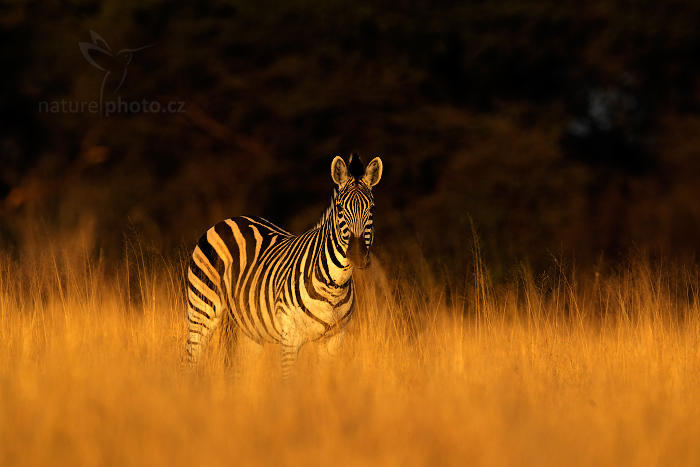 Zebra stepní (Equus quagga)