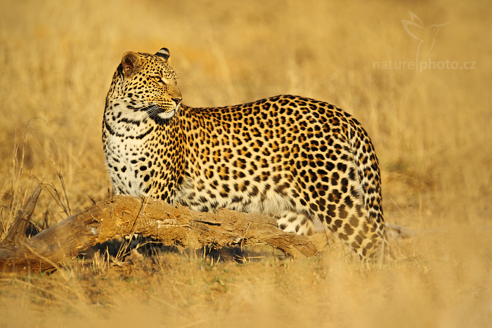 Levhart jihoafrický (Panthera pardus shortridgei)