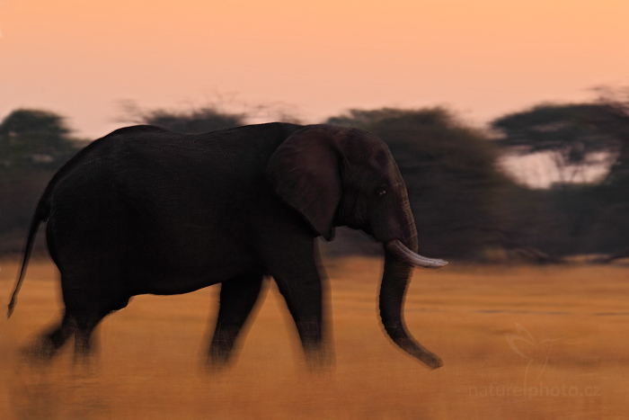 Slon africký (Loxodonta africana)