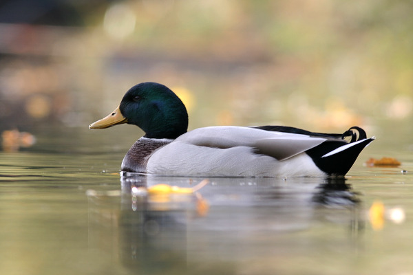 Kachna divoká (Anas platyrhynchos)