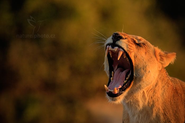 Lev konžský (Panthera leo bleyenberghi)