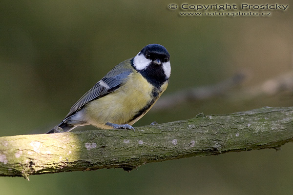 Sýkora koňadra (Parus major)
