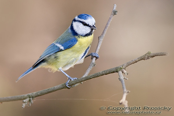 Sýkora modřinka (Parus caeruleus)