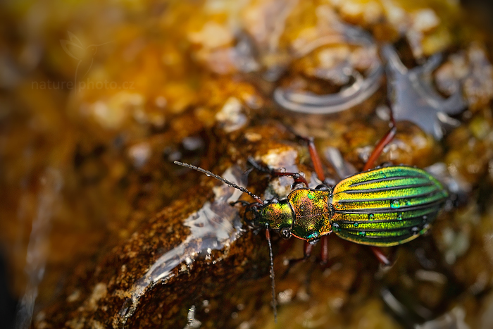 Střevlík zlatolesklý (Carabus auronitens)
