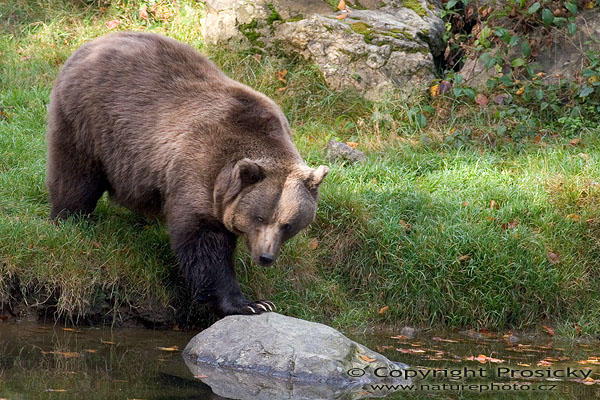 Medvěd hnědý (Ursus arctos)