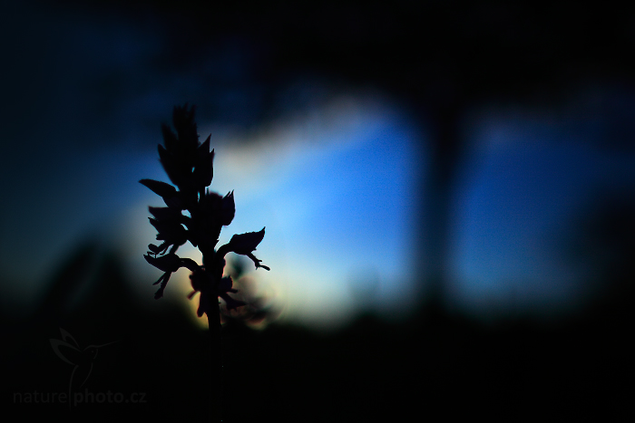 Vstavač vojenský (Orchis militaris)