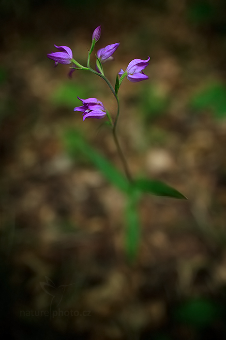 Okrotice červená (Cephalanthera rubra)