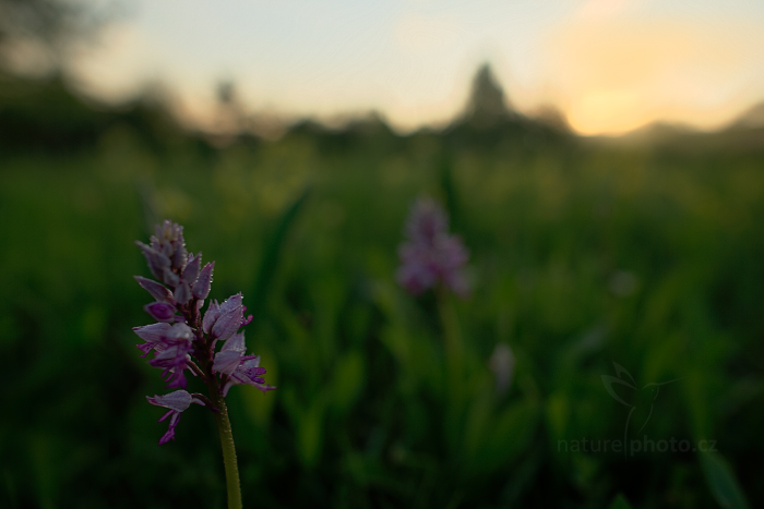 Vstavač vojenský (Orchis militaris)