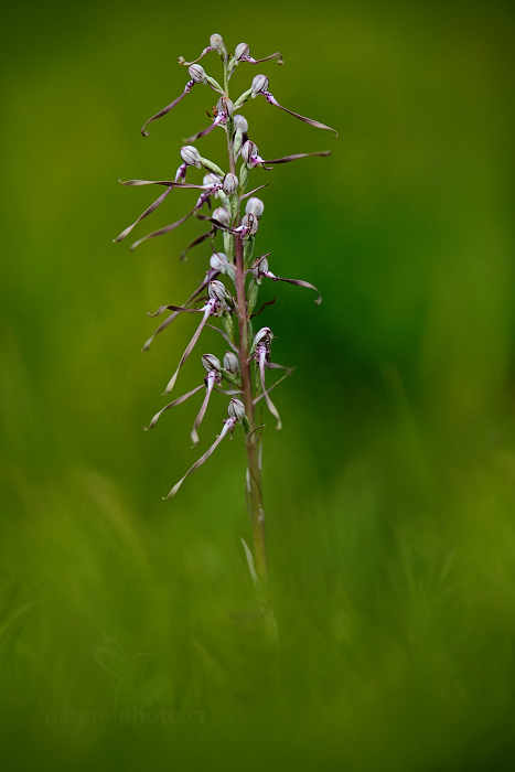 Jazýček jaderský (Himantoglossum adriaticum)