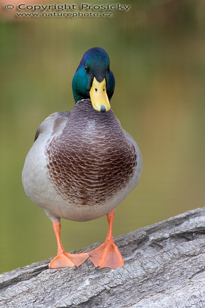 Kachna divoká (Anas platyrhynchos)