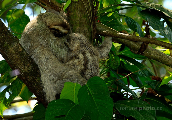 Lenochod tříprstý (Bradypus tridactylus)
