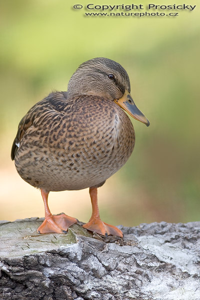 Kachna divoká (Anas platyrhynchos)