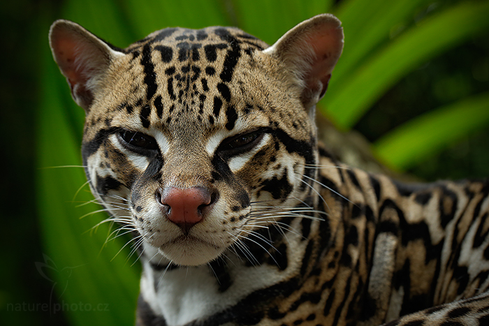 Ocelot velký (Leopardus pardalis)