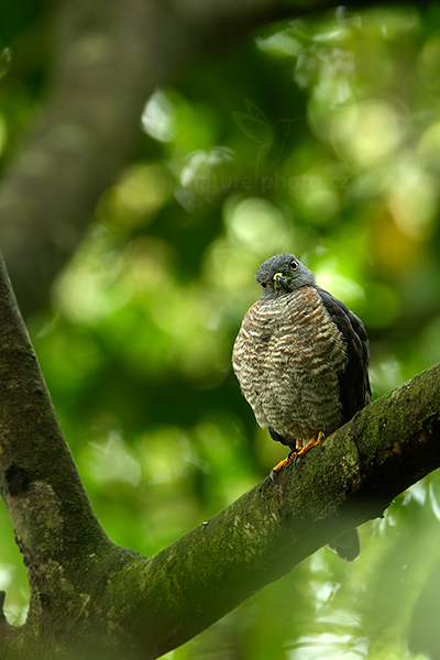Káně Gmelinova (Buteo magnirostris)