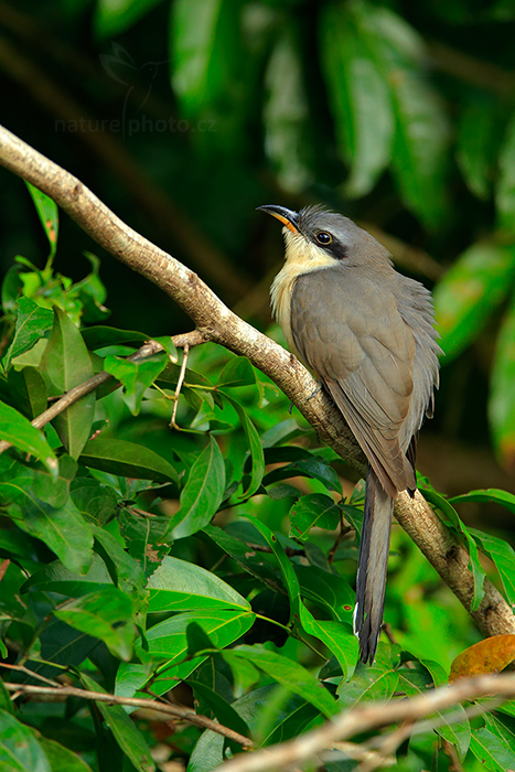 Kukačka mangrovová (Coccyzus minor)